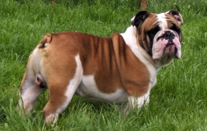 Old English Bulldog HD