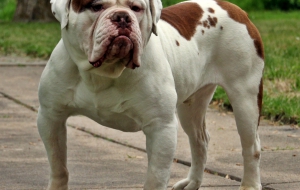 Old English Bulldog HD Desktop