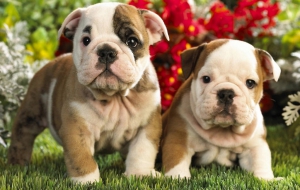 Old English Bulldog High Quality Wallpapers