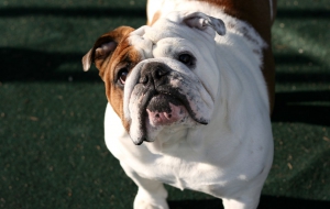 Old English Bulldog Photos