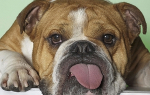 Old English Bulldog Pictures