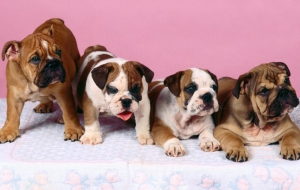 Old English Bulldog Widescreen