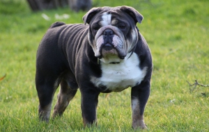 Old English Bulldog Full HD