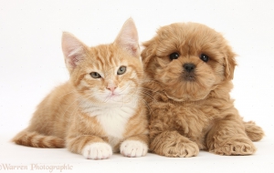 Peekapoo 4K Peekapoo 4K