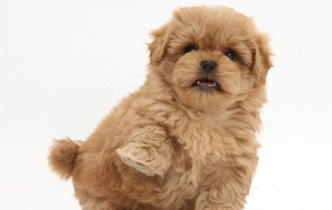 Peekapoo Background Peekapoo Background