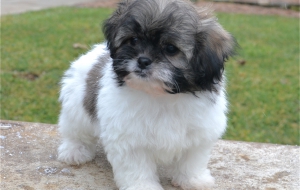 Peekapoo Computer Wallpaper Peekapoo Computer Wallpaper