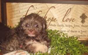 Peekapoo High Definition Peekapoo High Definition