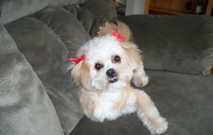 Peekapoo High Definition Wallpapers Peekapoo High Definition Wallpapers