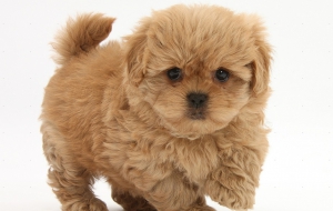 Peekapoo Wallpapers HD Peekapoo Wallpapers HD