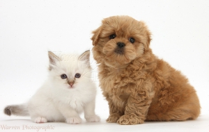 Peekapoo Pup And White Kitten Peekapoo Pup And White Kitten