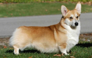 Pembroke Welsh Corgi HD