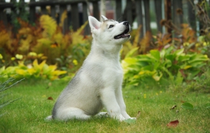 Siberian Husky Background