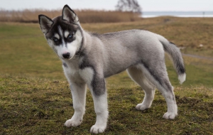 Siberian Husky Computer Wallpaper