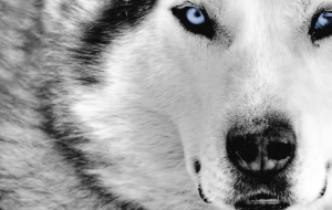 Siberian Husky HD Background