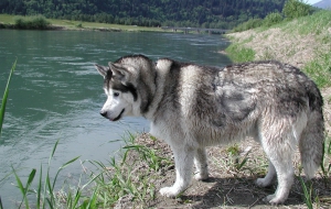 Siberian Husky HD Desktop