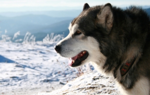Siberian Husky HD Wallpaper