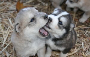 Siberian Husky High Definition