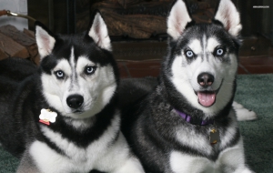 Siberian Husky High Definition Wallpapers