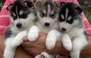 Siberian Husky High Quality Wallpapers