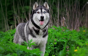 Siberian Husky Images
