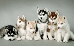 Siberian Husky Pictures