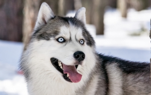 Siberian Husky Wallpaper