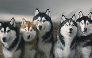 Siberian Husky Wallpapers HD