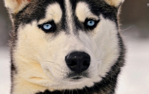 Siberian Husky Widescreen