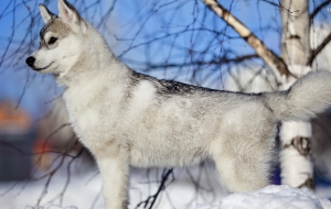 Siberian Husky For Desktop