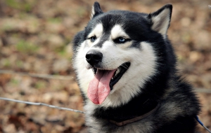 Siberian Husky Full HD