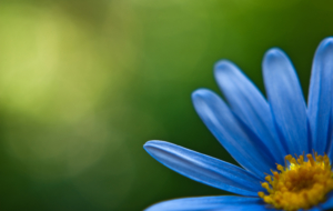 Blue Flower Background