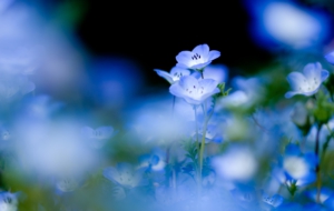 Blue Flower Images