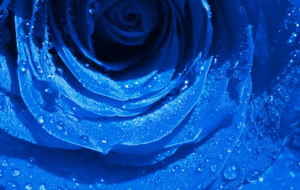 Blue Rose HD