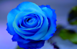 Blue Rose Images