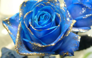 Blue Rose Wallpaper