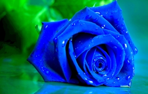 Blue Rose Wide Desktop Background