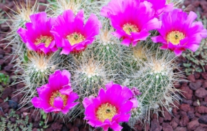 Cactus Flowers Wallpapers