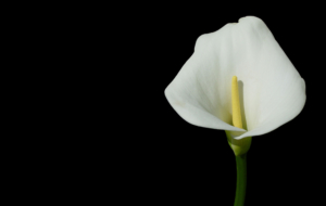 Calla Flower Wallpapers