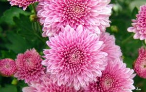 Chrysanthemum Wallpapers