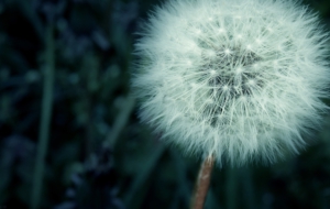 Dandelion Background