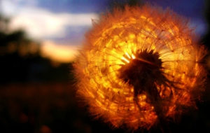 Dandelion For Desktop
