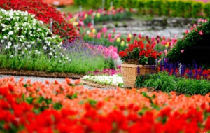 Garden Flower Wallpapers HD