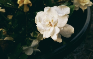 Gardenia 4K