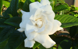 Gardenia Background