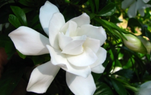Gardenia HD Background