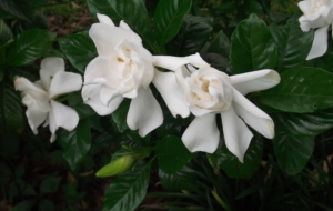 Gardenia HD Desktop