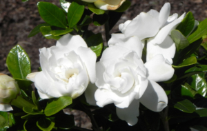 Gardenia HD Wallpaper
