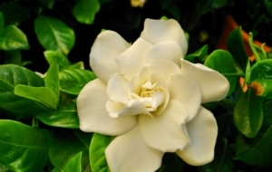 Gardenia High Definition Wallpapers