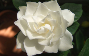 Gardenia Images