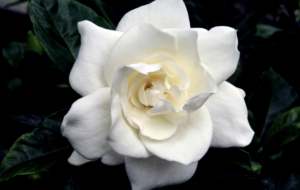 Gardenia Photos